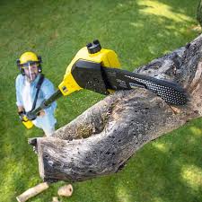 Trusted Kalispell, MT  Tree Services Experts